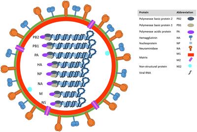 Influenza A Virus in Swine: Epidemiology, Challenges and Vaccination Strategies